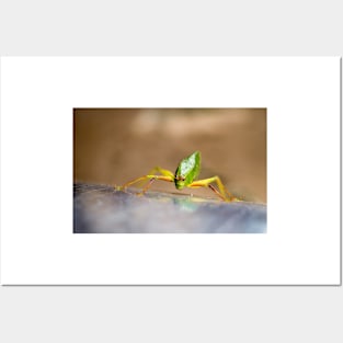 22218 katydids Posters and Art